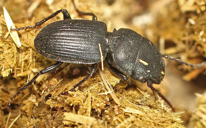An interesting black beetle from Bulgaria: Carabidae: Dixus obscurus